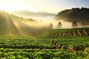 Top 7 culturi agricole profitabile pe care le poti infiinta pe suprafete mici