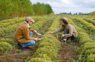 Bancile romanesti incep sa dea credite pentru cumpararea de terenuri agricole