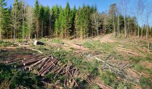 Kelemen Hunor cere CONSERVAREA padurilor pentru urmatorul deceniu. Barna se opune