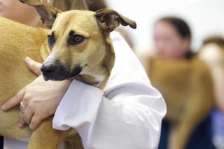 Avertisment: 40% dintre farmaciile veterinare risca sa fie inchise