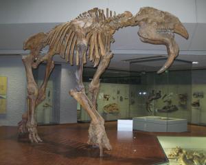 Deinotherium gigantissimum, teribilul animal vine la Antipa