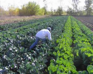 Horticultura nu se poate face fara investitii pe termen lung