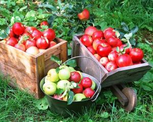 Forta de munca din agricultura imbatraneste odata cu recoltele