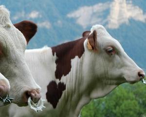 Rusia interzice importul de carne procesata din Moldova
