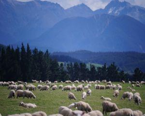 Modele agricole sustenabile pentru zona montana a Romaniei