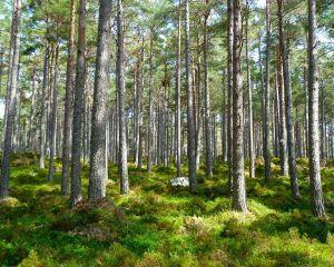 Peste 24.000 de hectare de paduri in patrimoniul natural UNESCO