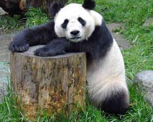 Ursuletul Panda va proteja in continuare Windows XP