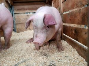 Comisia Europeana face AUDIT privind pesta porcina africana in Romania