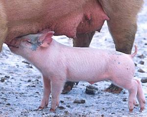 Interzis la export: Porcii din Romania nu mai sunt doriti in Elvetia