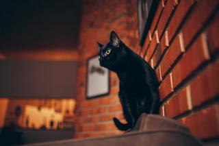 Pisica neagra, covidu’ incolor si situatia albastra