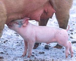 Numarul de porcine sacrificate in ianuarie, avans de aproape 15%