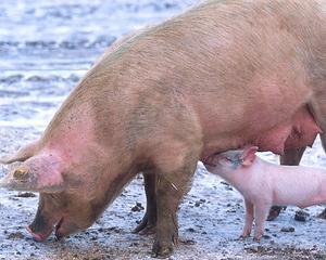 Numarul porcinelor si bovinelor sacrificate in Romania, in scadere
