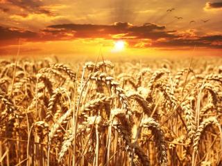 Romanii nu trebuie sa se teama de o criza alimentara: care e situatia reala a stocurilor noastre de cereale, pana la urmatoarea recolta