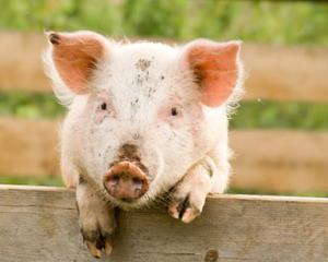 Ministerul Agriculturii da bani pentru crescatorii de pasari si porci