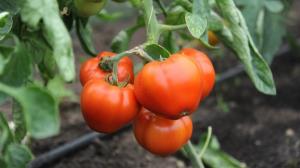 Autoritatea Nationala Fitosanitara controleaza nivelul reziduurilor de pesticide in legumele romanesti