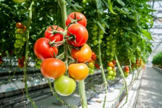 Statul ingrasa culturile de ardei, castraveti, tomate, vinete cu o schema de ajutor de 150 de milioane de lei