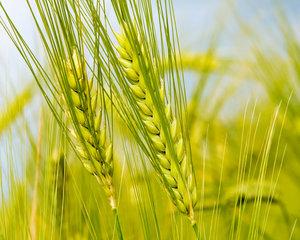 CE: Productia Romaniei de grau se va reduce in 2017. Fermierii anunta posibilitatea unei
