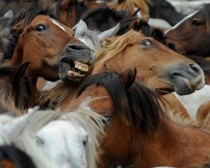 Scandalul carnii de cal, Rosia Montana si cainii comunitari, printre cele mai discutate subiecte in presa anului 2013 (Analiza MediaIQ)