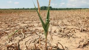 Oros: Romania se confrunta cu cea mai puternica seceta din ultimii 50-60 de ani
