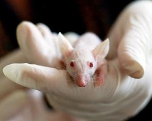 15 milioane de animale sunt sacrificate anual pentru cercetari medicale. Exista alternativa?