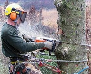Ce stat din Europa va interzice taierea arborilor timp de zece ani