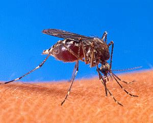 Epidemie de febra Dengue in Paraguay: 70.000 de cazuri. Peste 110.000 cazuri asteapta sa fie confirmate