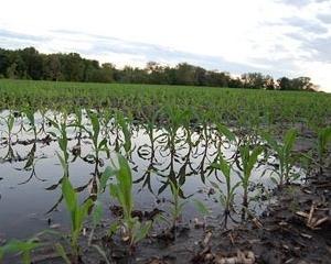 Fermierii, prinsi intre furcile caudine ale inundatiilor si irigatiilor