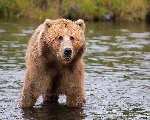 Suntem tara cu cea mai bogata fauna salbatica din Europa