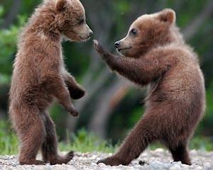 URSUS sustine Centrul Pentru Reabilitarea Ursilor Orfani