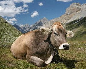Producatorii de lapte si de carne de vita, ultima zi pentru cererile de plata aferente anului 2013