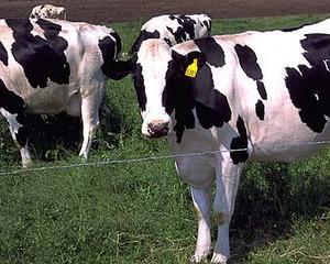 Cat lapte a importat Romania in primele cinci luni: Peste 41.000 de tone