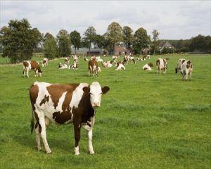 Subventii mai mari pentru crescatorii de vaci de lapte din zonele defavorizate