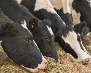Anglia: Fermierii isi monitorizeaza vacile cu ajutorul unei aplicatii