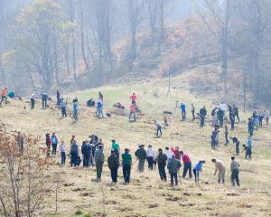 Peste 2.000 voluntari au plantat 60.000 copaci in opt judete
